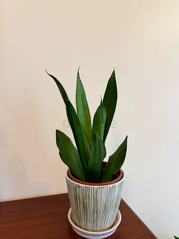 Snake plant with pot and plate