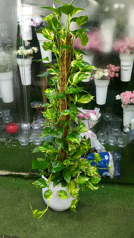 Money Plant With Ceramic Pot indoor