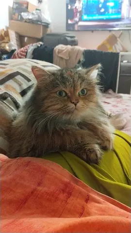 Female cat for adoption free