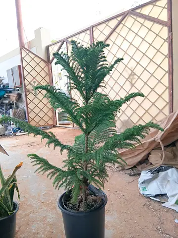 Potted Araucaria - Perfect Indoor Greenery