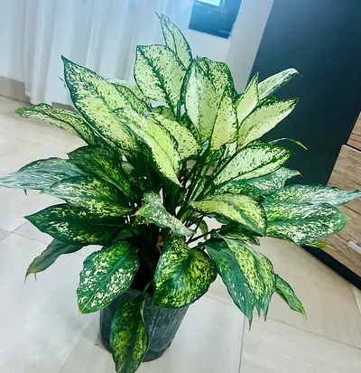 Aglaonema Plant for sale