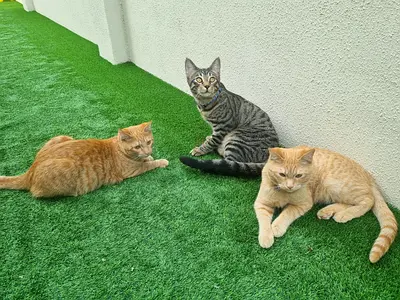 6 months Kittens Ready for Adoption
