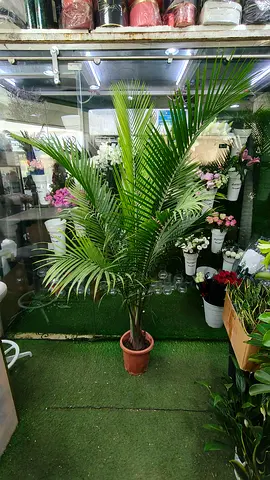 Palm Plant indoor