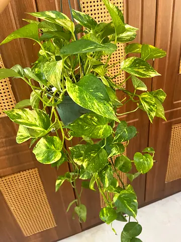 Beautiful Pothos Plant for Your Home