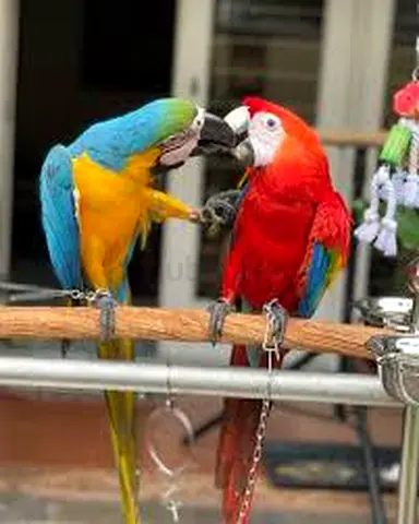 Available Scarlet Parrots