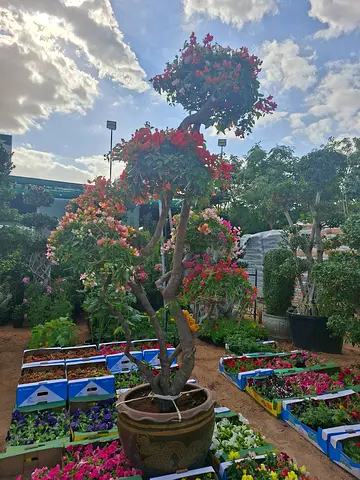 Beautiful Potted Bougainvillea Tree - Perfect for Your Garden