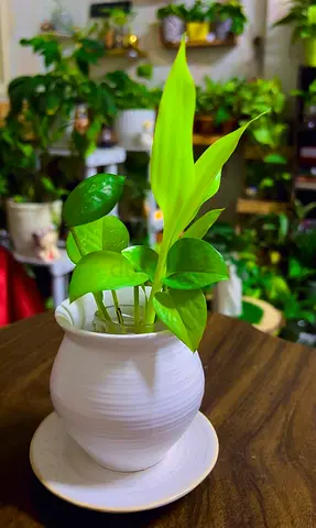 Indoor plants for sale