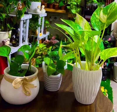 Indoor plants in 8 tiny ceramic white pots for sale