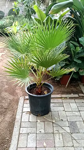 Beautiful Potted Palm Tree for Your Home or Garden