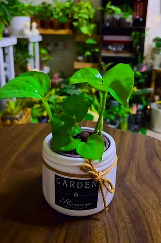 Indoor plants for sale