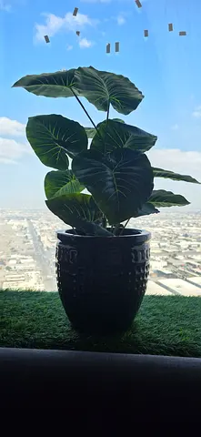 Stylish Indoor Plant with ceramic Pot
