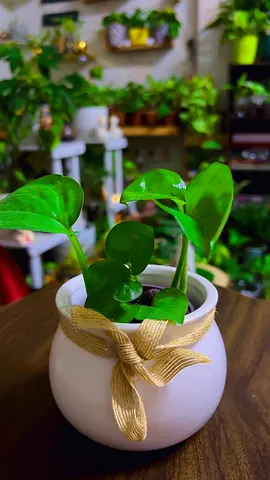 Pothos in cute ceramic pot