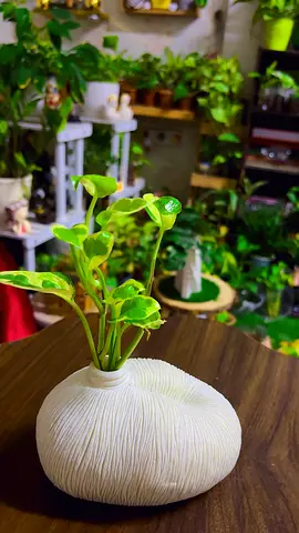 Indoor plant for sale