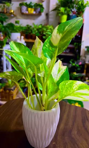 Indoor plants for sale