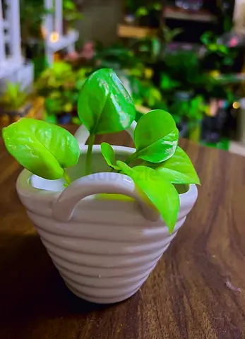 Indoor plants for sale