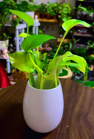 Pothos in ceramic pot