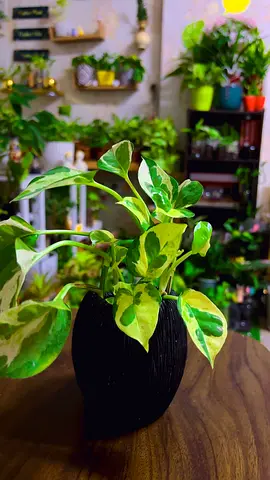 Njoy pothos in black ceramic pot