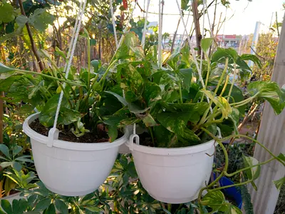 Beautiful Hanging money Plants in White Pots