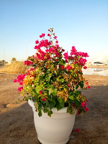 Vibrant Bougainvillea Plant in White Planter