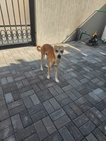 Dog for adoption for free