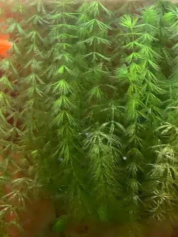 Hornwort Aquarium Plant for Sale
