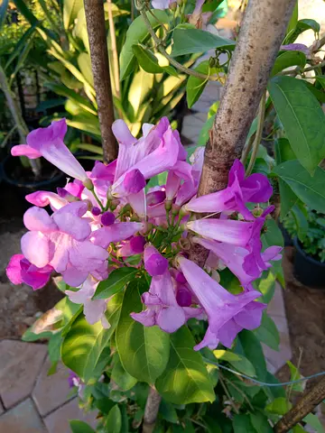 Beautiful mansoa alliacea Purple Flowering Plant