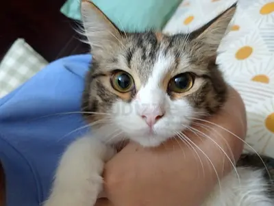 Cute kitten 8 to 9 months old one male one female