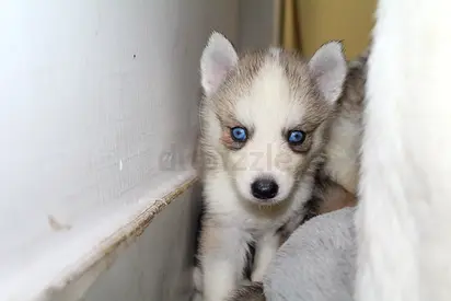 Adorable Husky Puppy Looking for a Loving Home