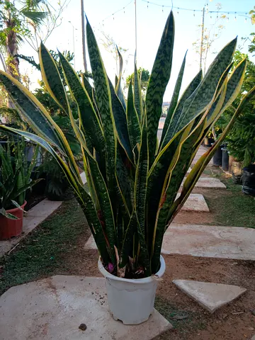 Beautiful Snake Plant in Pot XL