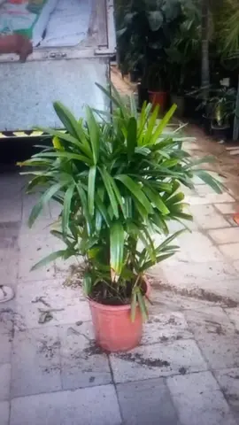 Healthy Indoor Plant for Sale
