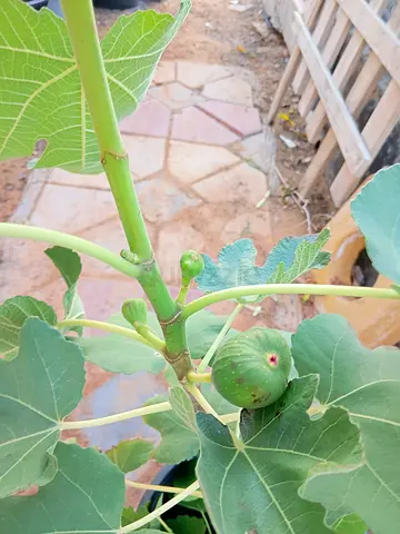 Fig Tree with New Fruits for Sale