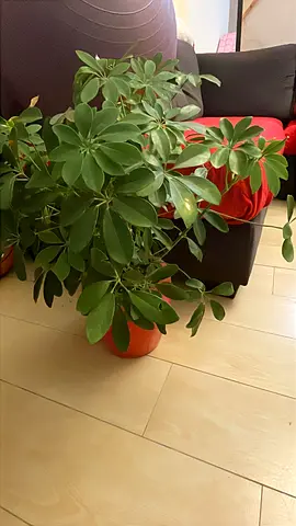 Indoor umbrella and rubber plants with pots