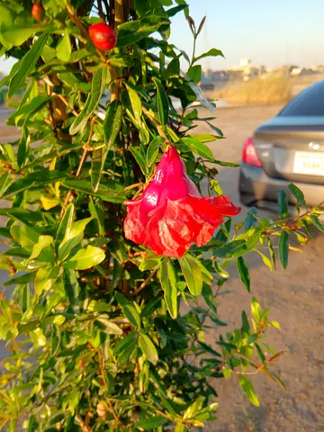 Beautiful pomegranate Plant with Vibrant Pink Flowers