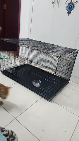 New parrot cage