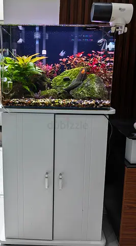 Stunning Aquascape Aquarium with Modern Stand
