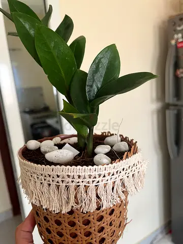 Beautiful Indoor Plant in Woven Pot
