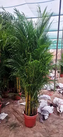 Beautiful Areeca Palm 1.5-2m