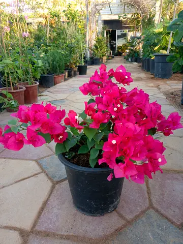 Beautiful Bougainvillea in Pot - Perfect for Your Garden