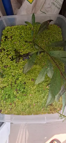 Aquatic live plants.