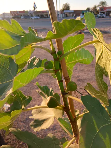 Fig Tree with Fresh Figs for Sale