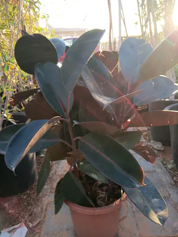 Beautiful Rubber Plant in Pot