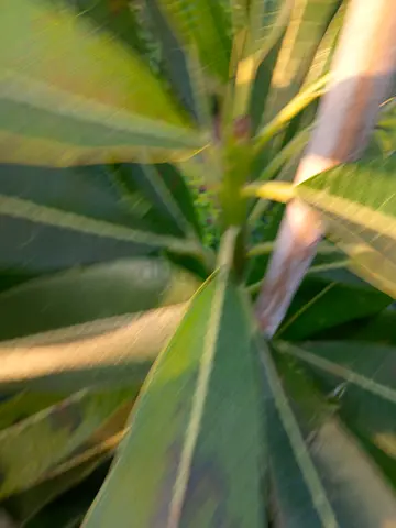 Pluneria plant different sizes