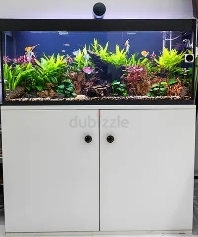 Stylish Aquarium with Stand for Sale