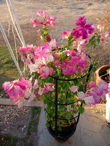 Beautiful Bougainvillea Plant in Decorative Planter