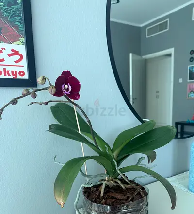orchid plant
