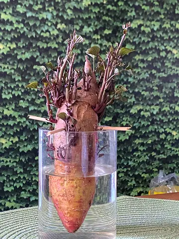 SWEET POTATO PLANT