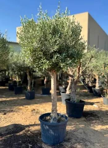 Beautiful Olive Trees for Your Garden