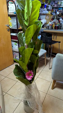 Stunning Artificial Fiddle Leaf Fig Plant with Flower
