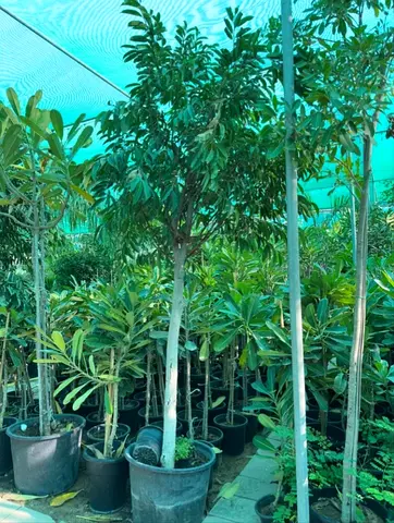 Beautiful Indoor Plant for Your Home