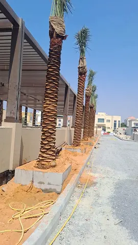 Beautifully Crafted Palm Trees for Sale